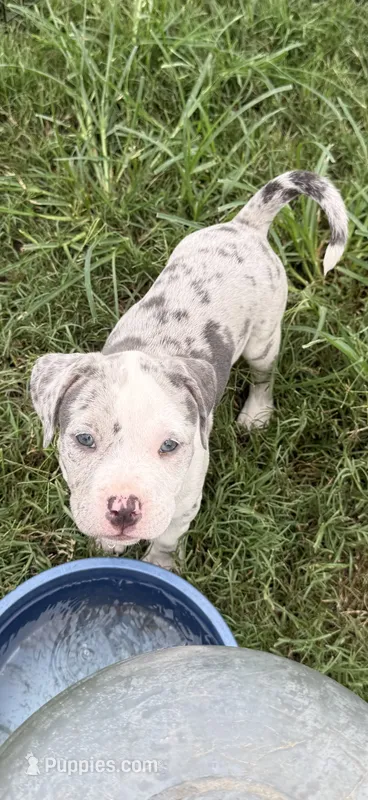 Alani – American Bully puppy for sale in Florence, SC