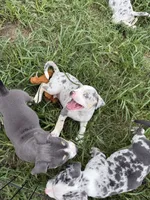 Bang, a male American Bully for sale in Florence, SC – 3 of 9