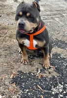 Ghost, a male American Bully for sale in Florence, SC – 6 of 10