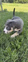 Junior, a male American Bully for sale in Florence, SC – 8 of 10