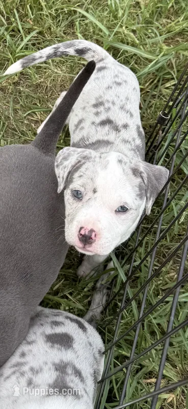 Alani – American Bully puppy for sale in Florence, SC