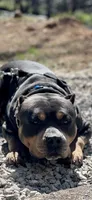 Bang, a male American Bully for sale in Florence, SC – 5 of 9