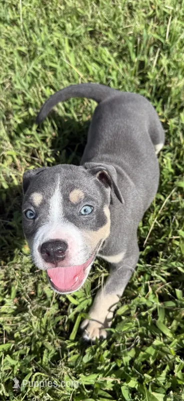 Junior – American Bully puppy for sale in Florence, SC