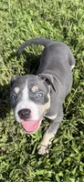 Junior, a male American Bully for sale in Florence, SC – 2 of 10