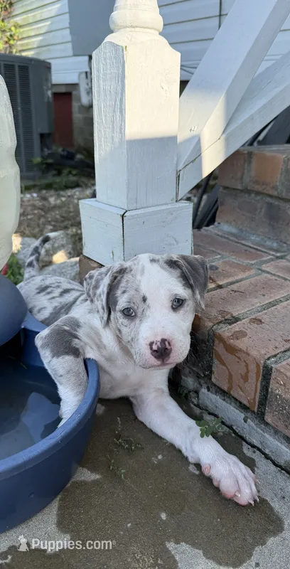 Alani – American Bully puppy for sale in Florence, SC