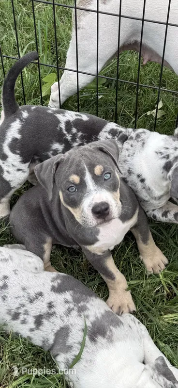 Junior – American Bully puppy on hold in Florence, SC