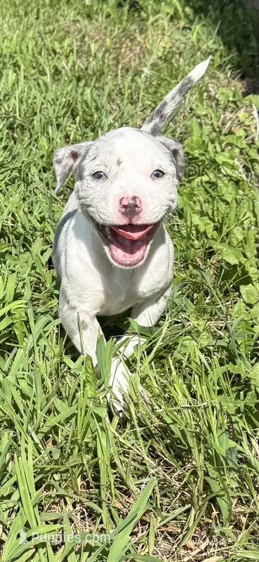 Alani – American Bully puppy for sale in Florence, SC
