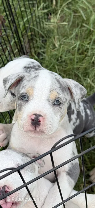 Bang – American Bully puppy for sale in Florence, SC