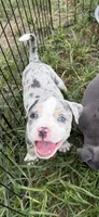 Bang, a male American Bully for sale in Florence, SC – 2 of 9