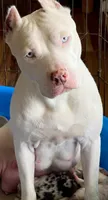 Bang, a male American Bully for sale in Florence, SC – 8 of 9
