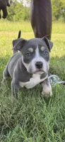 Junior, a male American Bully for sale in Florence, SC – 3 of 10
