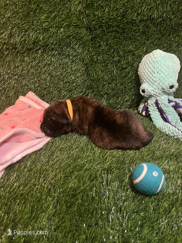 Woody (apricot with brindling) – English Mastiff puppy for sale in Greensboro, NC