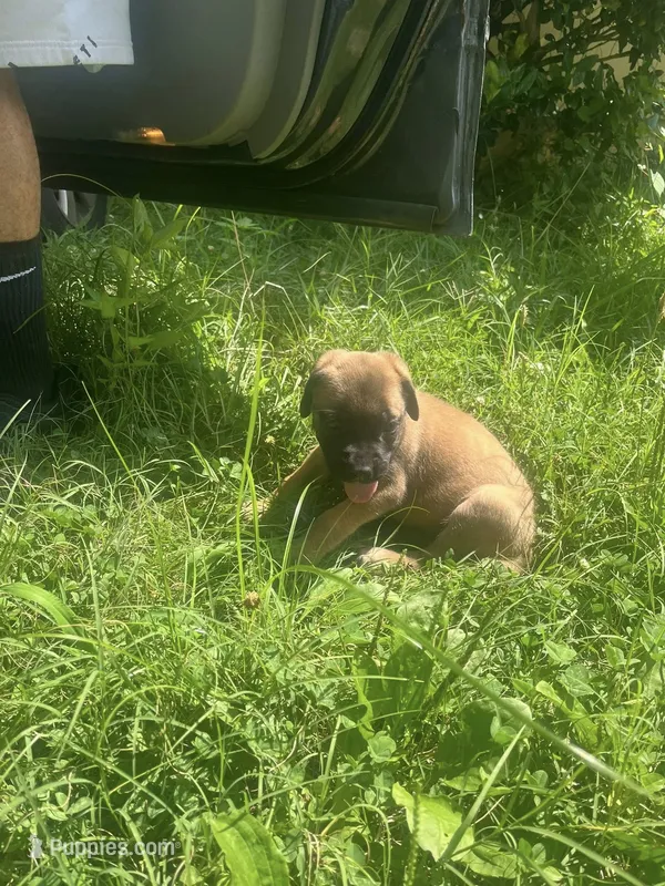 Warin Not Borin' – English Mastiff puppy for sale in Greensboro, NC