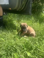 Warin Not Borin', a male English Mastiff for sale in Greensboro, NC – 1 of 2