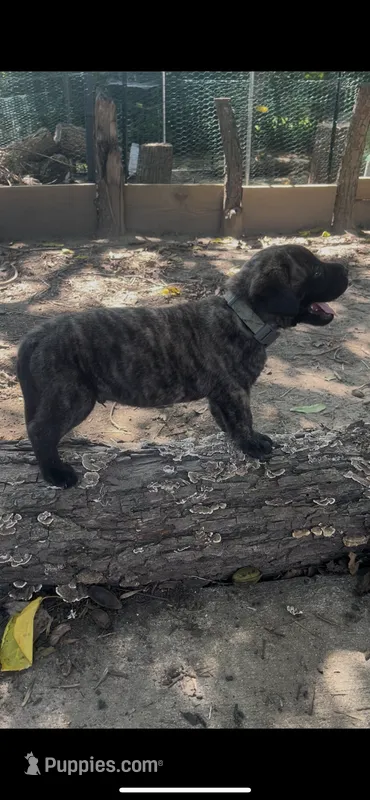 Alien (fawn with brindling) – English Mastiff puppy for sale in Greensboro, NC