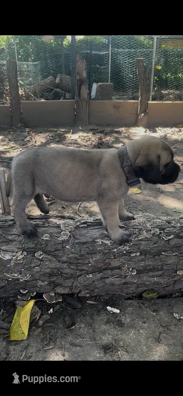 Hamm (solid fawn) – English Mastiff puppy for sale in Greensboro, NC