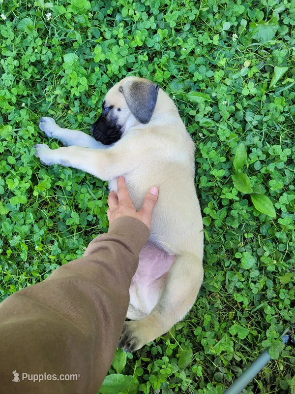 Sgt – English Mastiff puppy for sale in Greensboro, NC