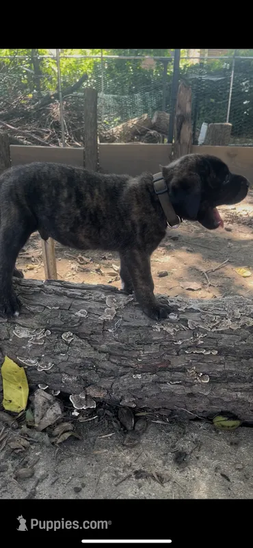 Rex (apricot with brindling) – English Mastiff puppy for sale in Greensboro, NC