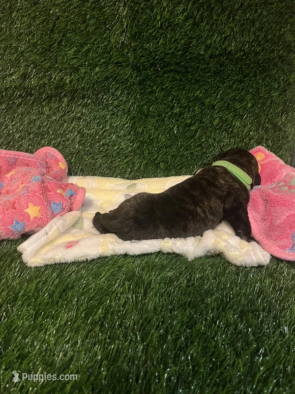 Alien (fawn with brindling) – English Mastiff puppy for sale in Greensboro, NC