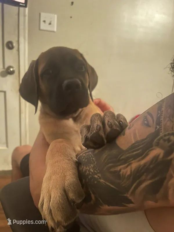 Cherry – English Mastiff puppy for sale in Greensboro, NC