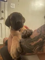 Cherry, a male English Mastiff for sale in Greensboro, NC – 1 of 2