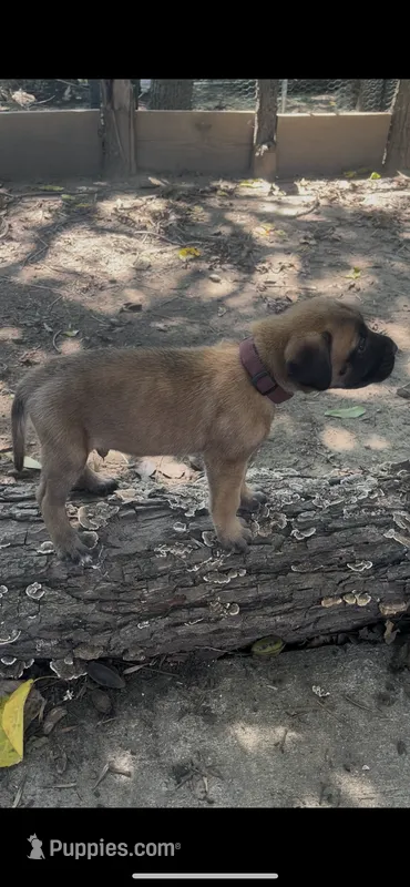 Buzz (solid apricot) – English Mastiff puppy for sale in Greensboro, NC