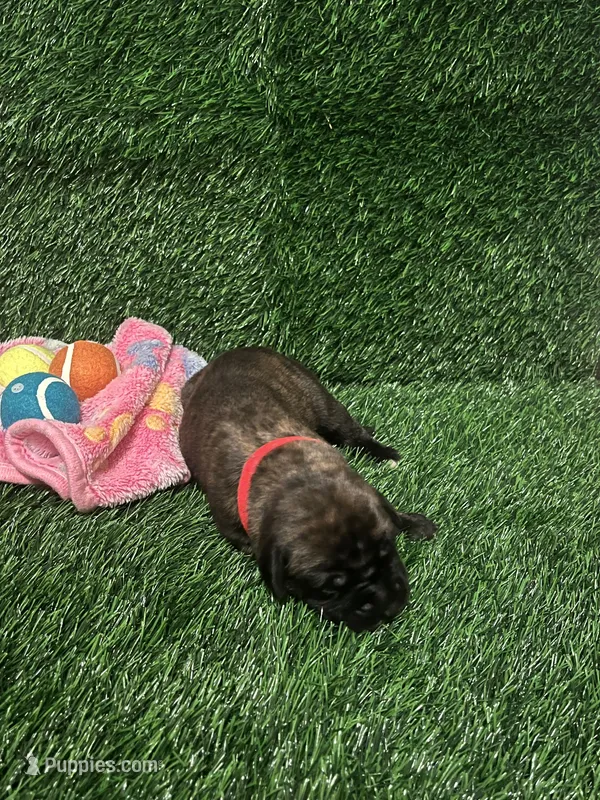Jessie (apricot with brindling) – English Mastiff puppy for sale in Greensboro, NC