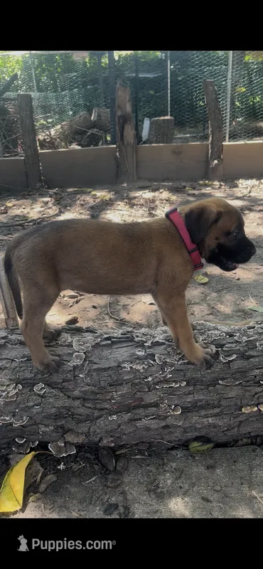 Bonnie (solid apricot) – English Mastiff puppy for sale in Greensboro, NC