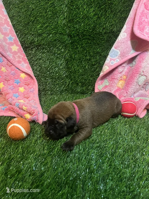 Bonnie (solid apricot) – English Mastiff puppy for sale in Greensboro, NC