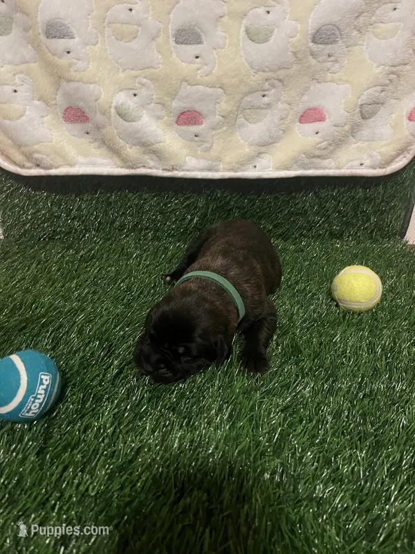 Rex (apricot with brindling) – English Mastiff puppy for sale in Greensboro, NC