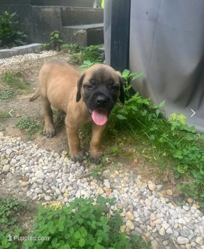 War – English Mastiff puppy for sale in Greensboro, NC