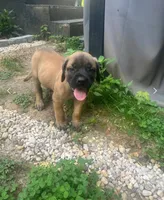 War, a male English Mastiff for sale in Greensboro, NC – 1 of 1