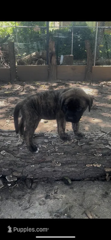 Woody (apricot with brindling) – English Mastiff puppy for sale in Greensboro, NC