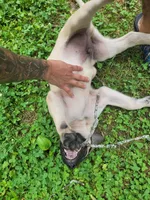 Sir, a male English Mastiff for sale in Greensboro, NC – 1 of 1