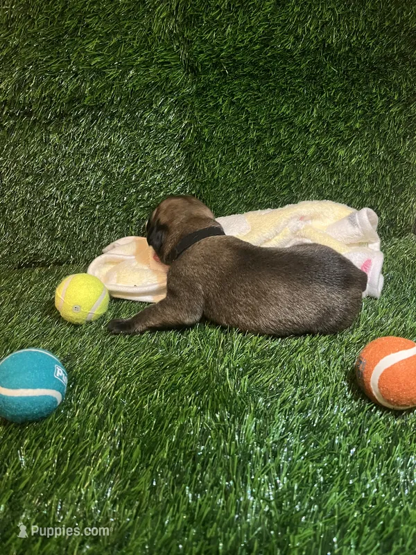 Hamm (solid fawn) – English Mastiff puppy for sale in Greensboro, NC