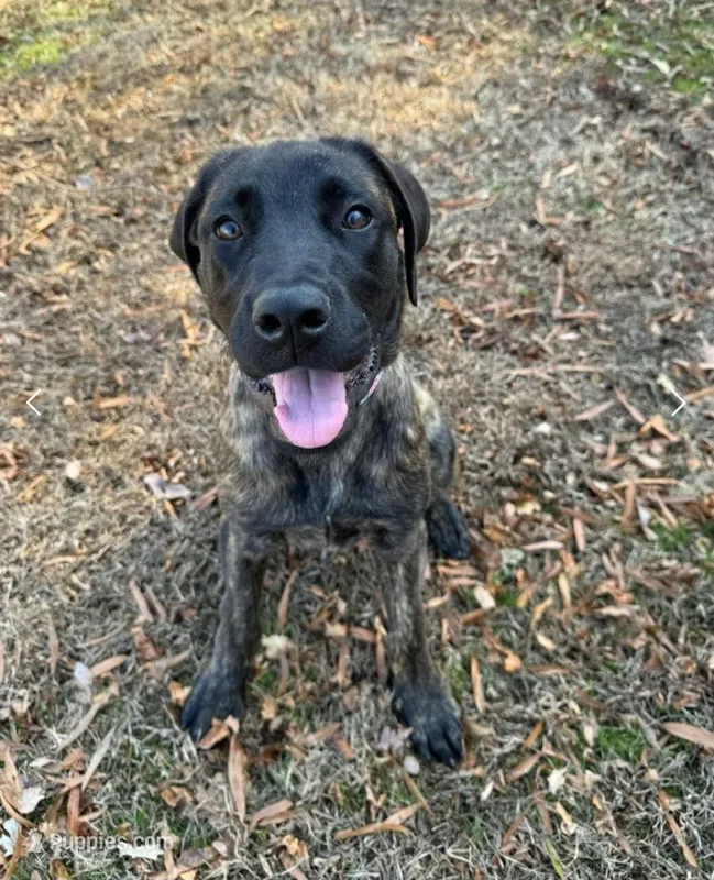 Love – English Mastiff puppy for sale in Greensboro, NC