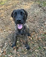 Love, a female English Mastiff for sale in Greensboro, NC – 1 of 1