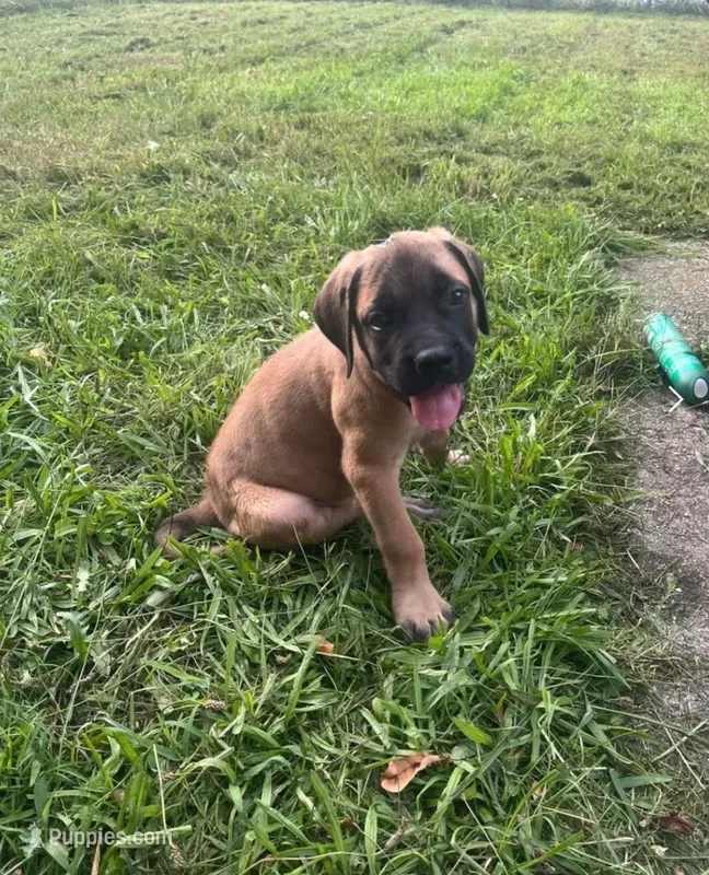 Warin – English Mastiff puppy for sale in Greensboro, NC