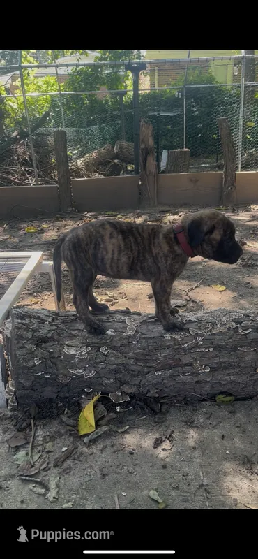 Jessie (apricot with brindling) – English Mastiff puppy for sale in Greensboro, NC