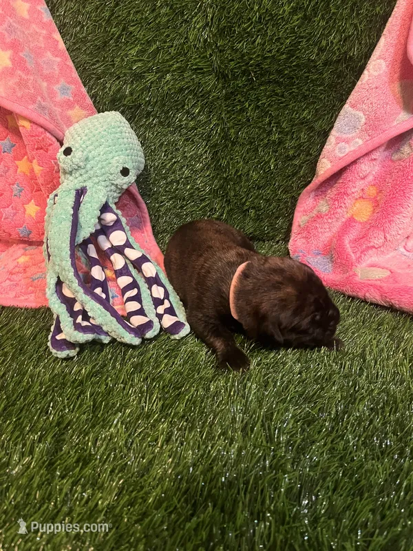 Little Bo Peep (apricot with brindling) – English Mastiff puppy for sale in Greensboro, NC