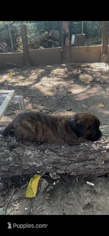 Slinky Dog (apricot with brindling) – English Mastiff puppy for sale in Greensboro, NC