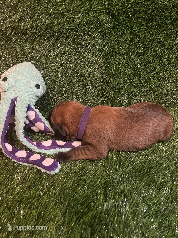 Buzz (solid apricot) – English Mastiff puppy for sale in Greensboro, NC