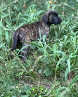 Luff, a female English Mastiff for sale in Greensboro, NC – 1 of 1