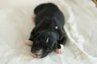Puppy 2, a female Australian Shepherd for sale in Avoca, IA – Photo 4 of 5