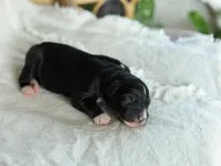 Puppy 2, a female Australian Shepherd for sale in Avoca, IA – Photo 3 of 5