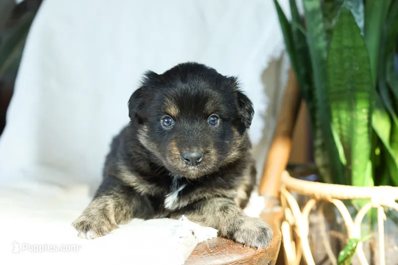 Puppy 5 – Australian Shepherd puppy for sale in Avoca, IA