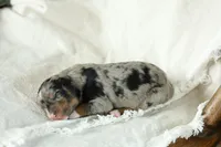 Puppy 3, a female Australian Shepherd for sale in Avoca, IA – Photo 3 of 4
