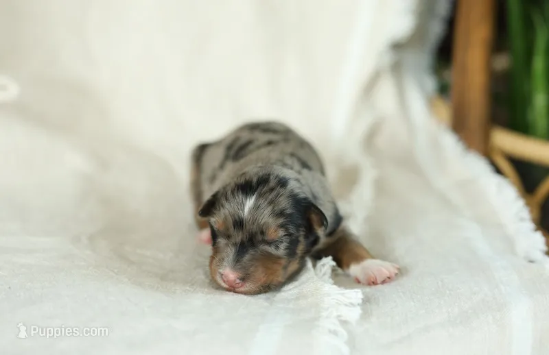 Puppy 3, a female Australian Shepherd for sale in Avoca, IA – Photo 1 of 4