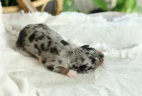 Puppy 3, a female Australian Shepherd for sale in Avoca, IA – Photo 4 of 4