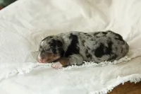 Puppy 3, a female Australian Shepherd for sale in Avoca, IA – Photo 2 of 4